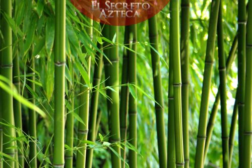 bambu-hierbas-magicas